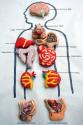 Anatomy Lessons With Vanilla Macaroons
